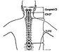 Selected chapters from orthopaedics