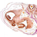 Interaktivní embryologický atlas člověka (3. vydání)