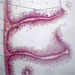 Mikroskopická anatomie