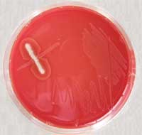 Mikrobiologie